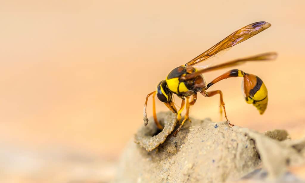 Potter Wasp