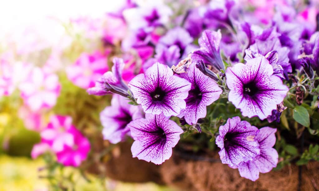 Basket of purple petunias