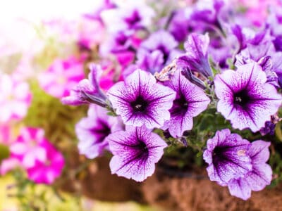 A Are Petunias Deer Resistant? 4 Ways to Keep Them Away From Your Flowers