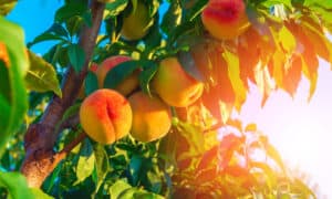 Peach Season in Georgia: Peak Timing for the Juiciest Harvest Picture
