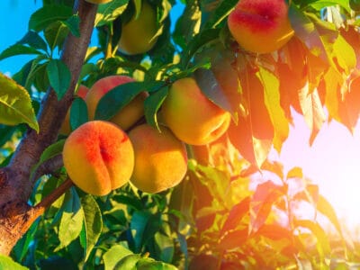A Peach Season in Georgia: Peak Timing for the Juiciest Harvest