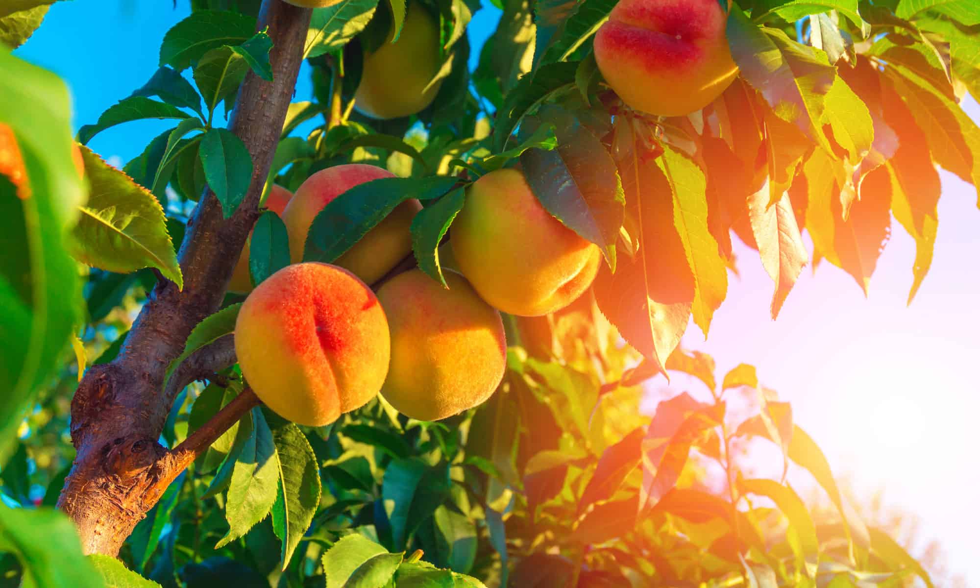 There Are No Georgia Peaches This Year