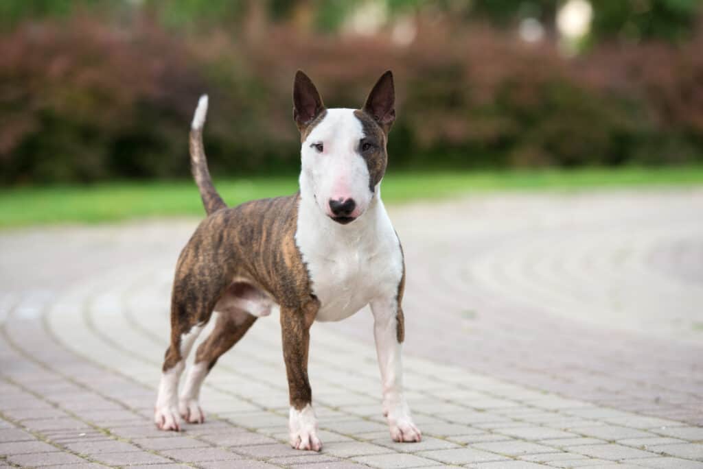 Brindle bull terrier