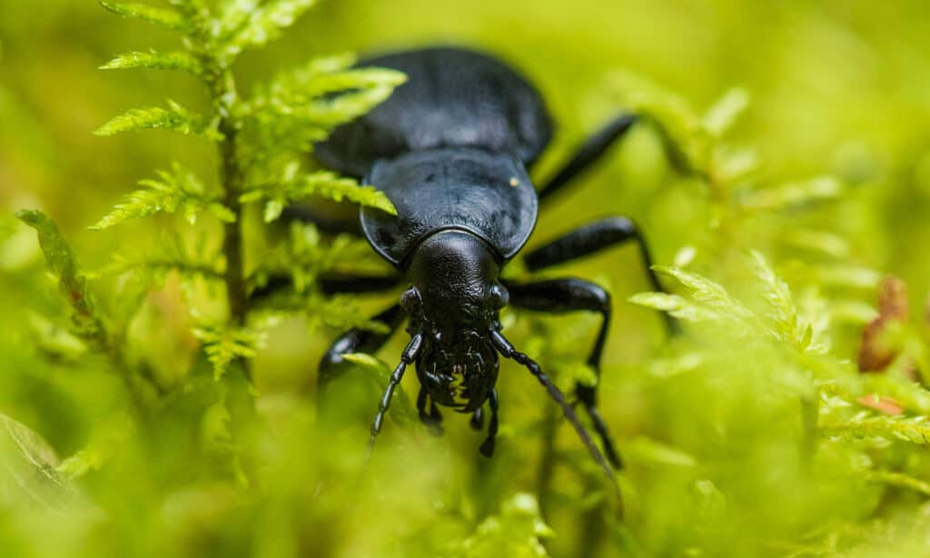 ground beetle