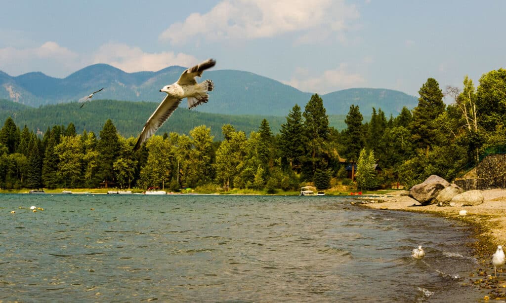 Whitefish Lake