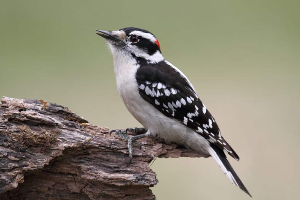 downy woodpecker