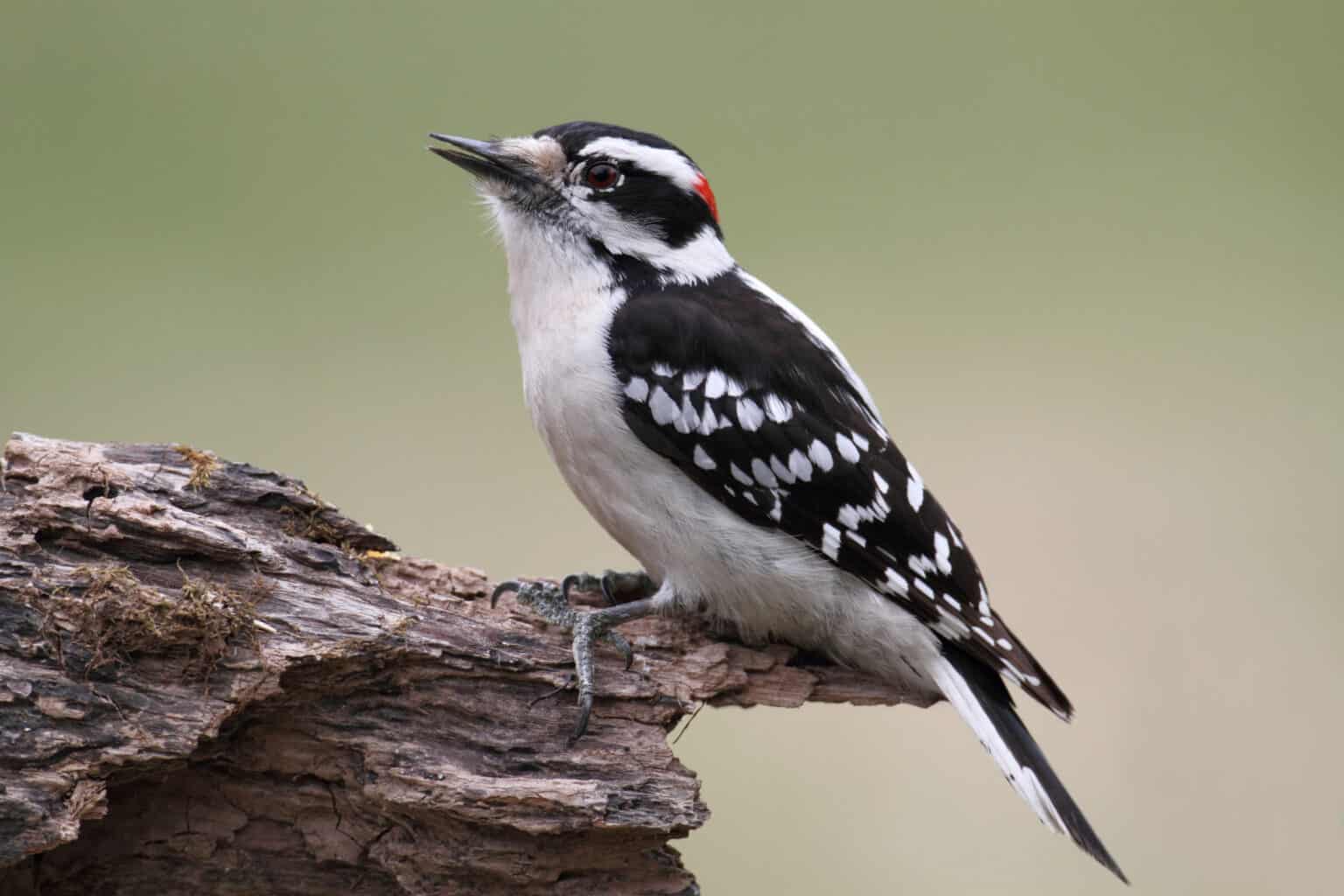 7 Woodpeckers in Tennessee (Pictures, ID Guide, and Common Locations