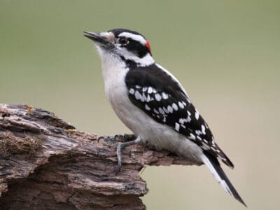 A Downy Woodpecker