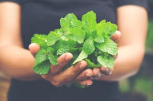 Can Dogs Eat Mint? What Are The Risks Picture