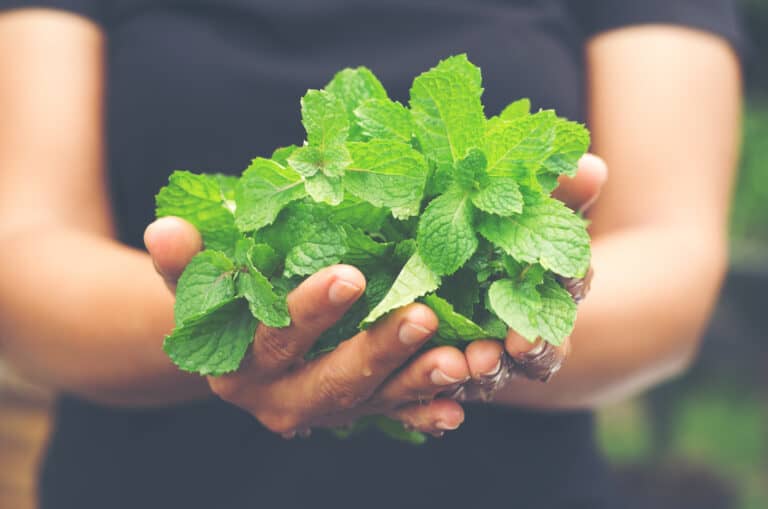 11 Reasons Your Mint Plant Keeps Dying (and How to Revive It) AZ Animals