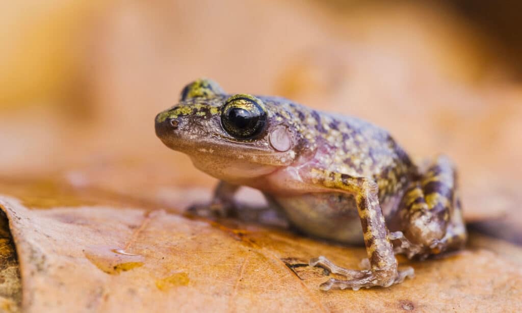 Cliff Chirping Frog