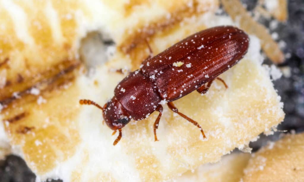 Flour Beetle