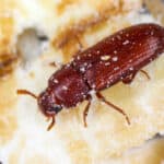 Red flour beetle