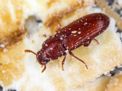 A Flour Beetle