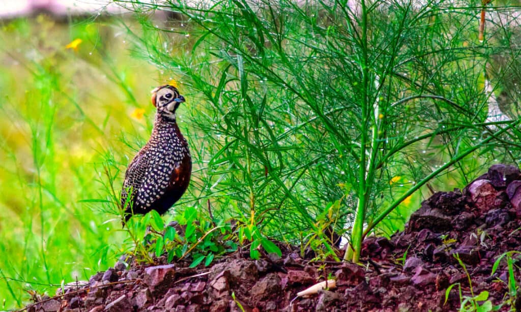 Montezuma Quail