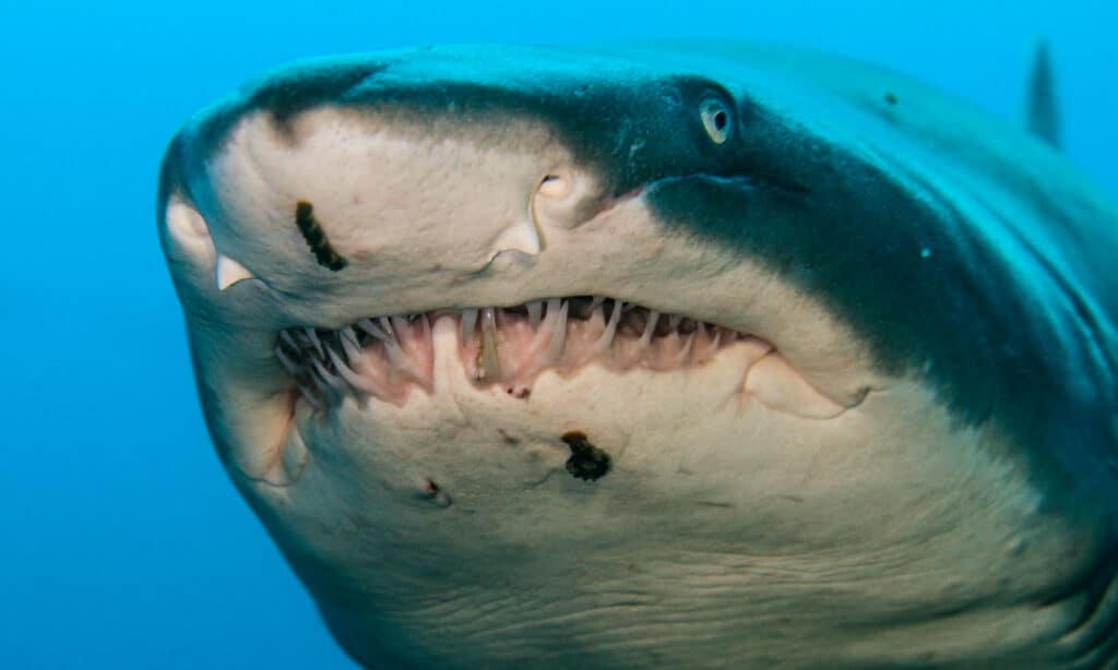Tiger sharks have a bite pressure of more than 6,000 PSI