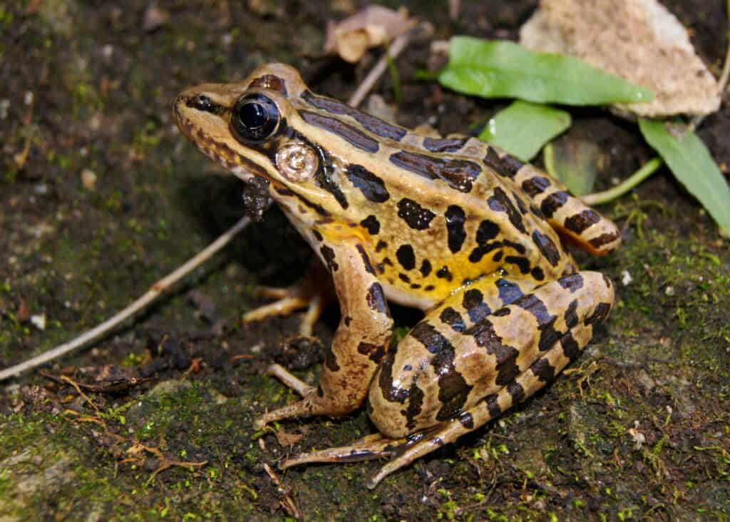 Dangerous animals in Virginia's lakes and rivers - pickerel frogs produce toxic skin secretions.