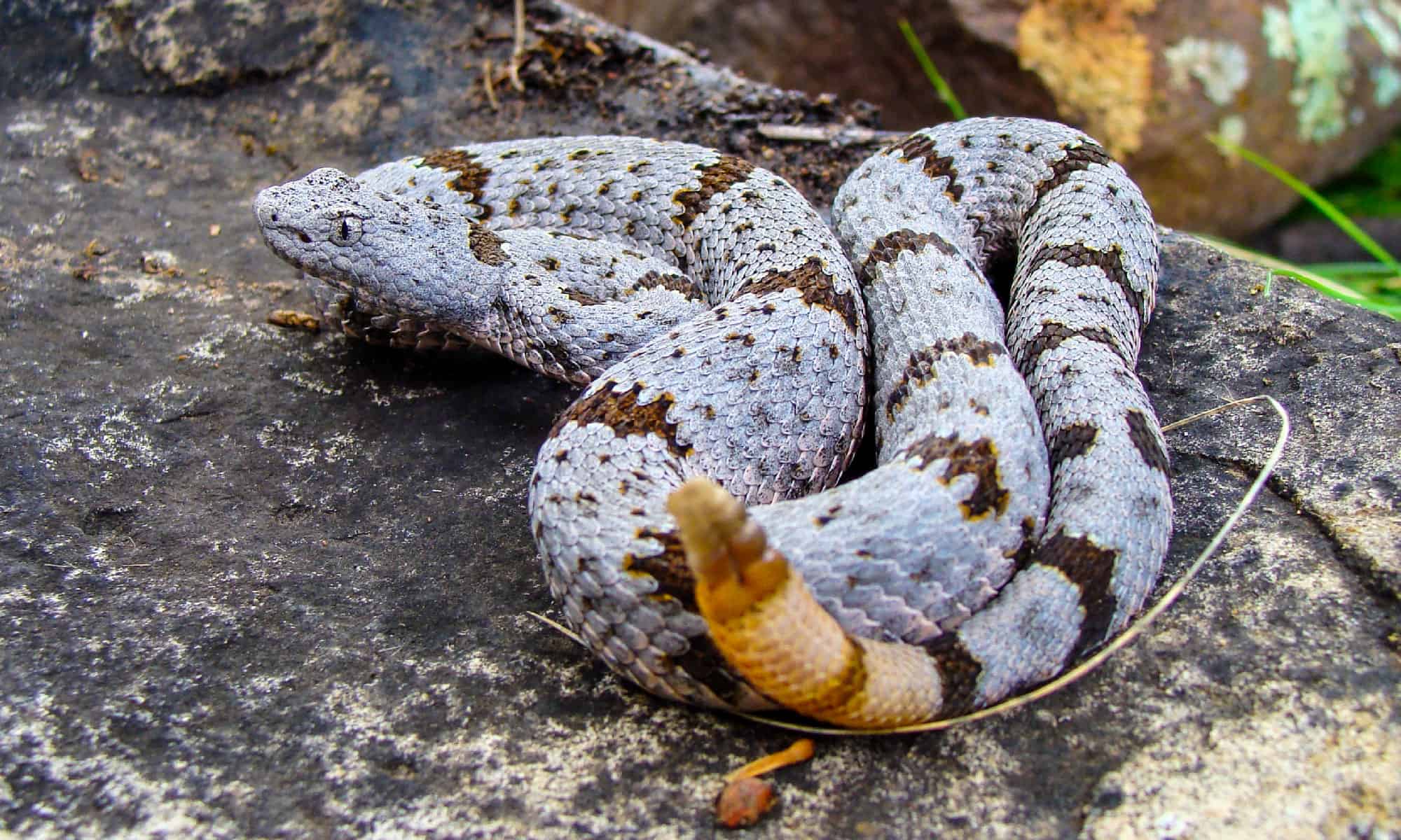 Rock Rattlesnake