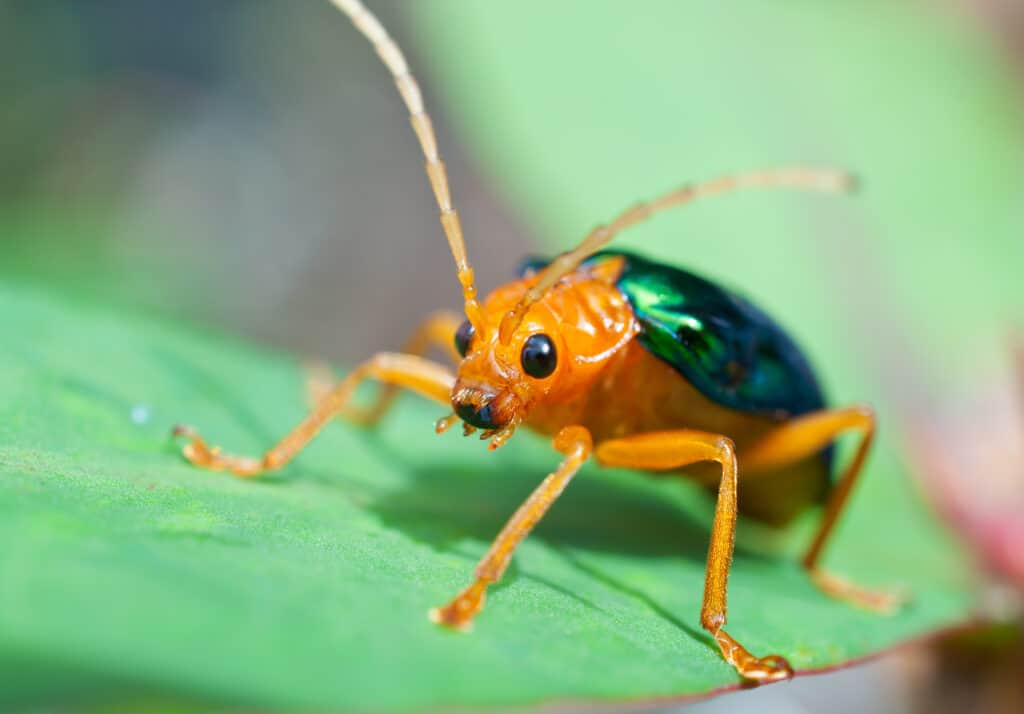Bombardier Beetle sitting on a leaf