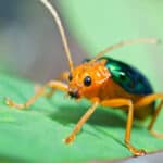 Beetles