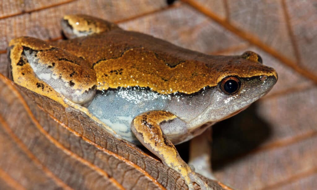 frog totem symbol