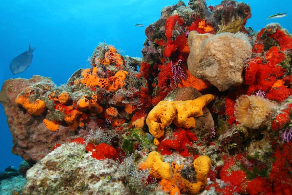 This colorful coral reef is in the Gulf of Mexico near Cozumel. 