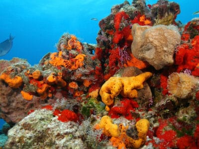 A What Do Corals Eat? 10+ Things They Can Eat