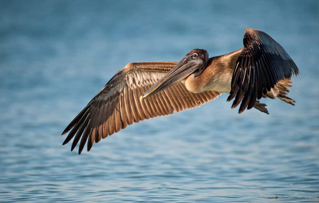 Pélican brun en vol