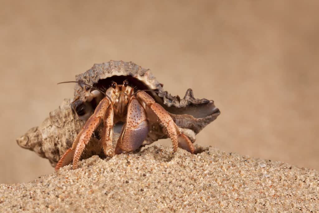 An Indonesian land hermit crab walking on sand