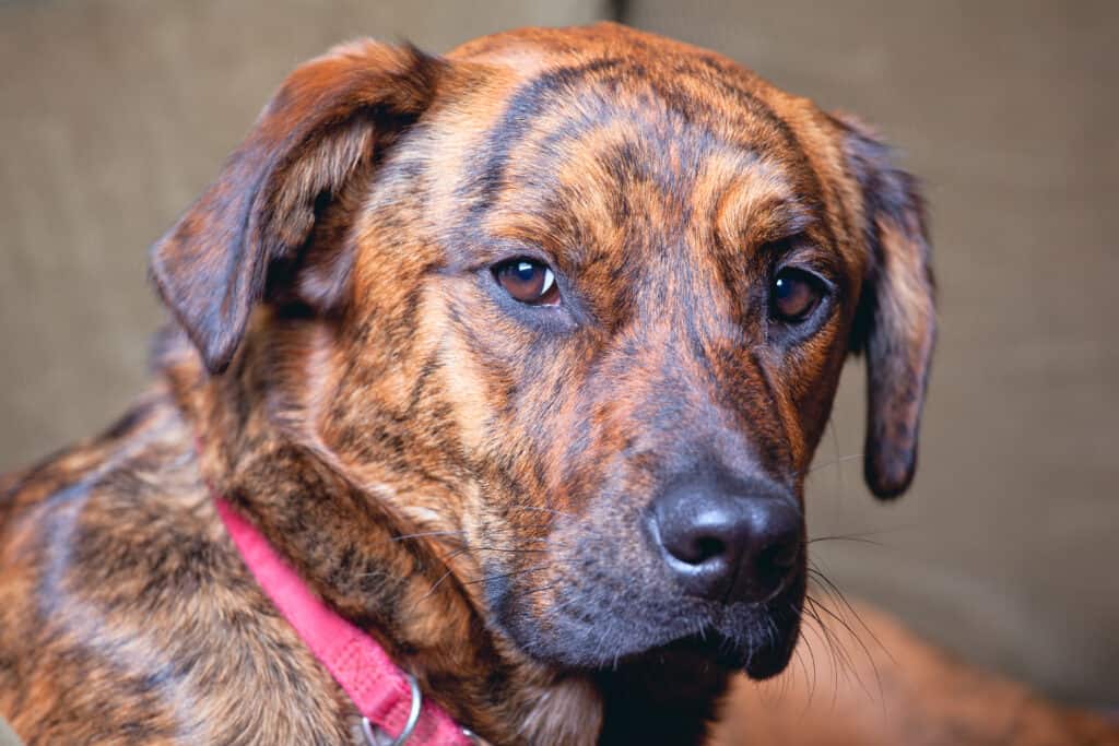 Brindled Plott Hound head shot