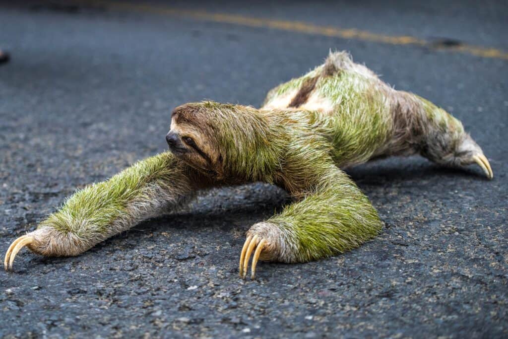 sloth on road