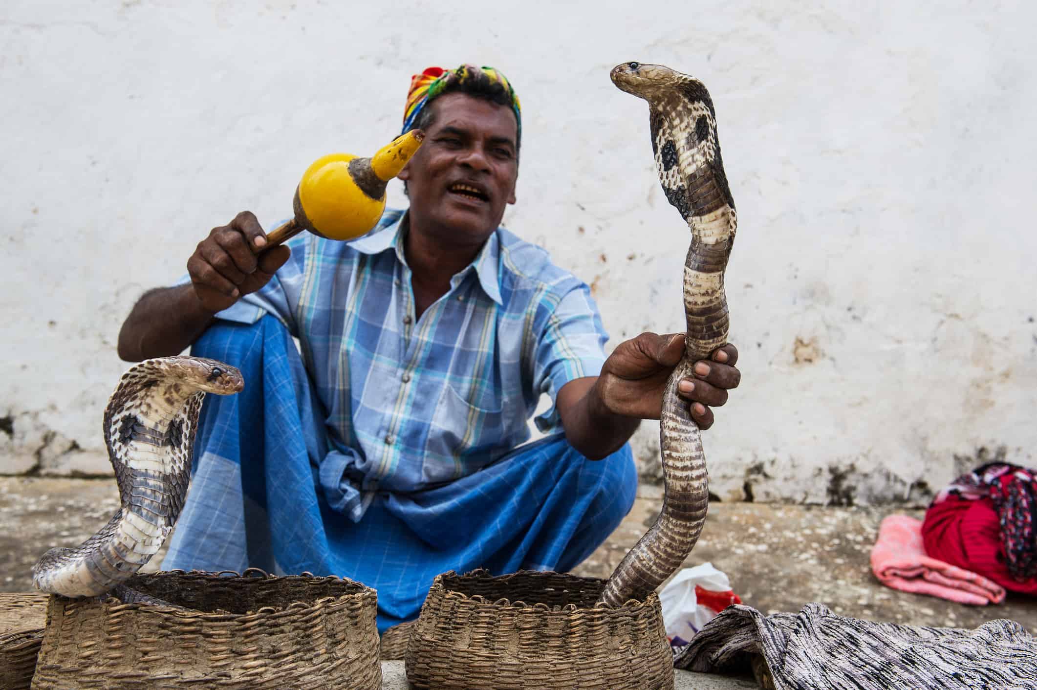snake charmer pictures