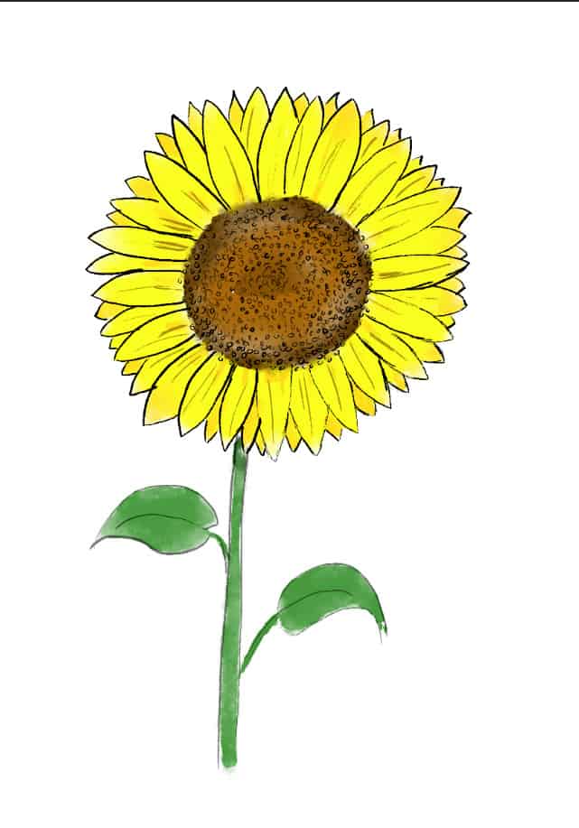 sunflower-clipart-sunflower-outline-pencil-and-in-color-infoupdate