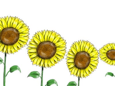 A How to Draw a Sunflower in 8 Easy Steps