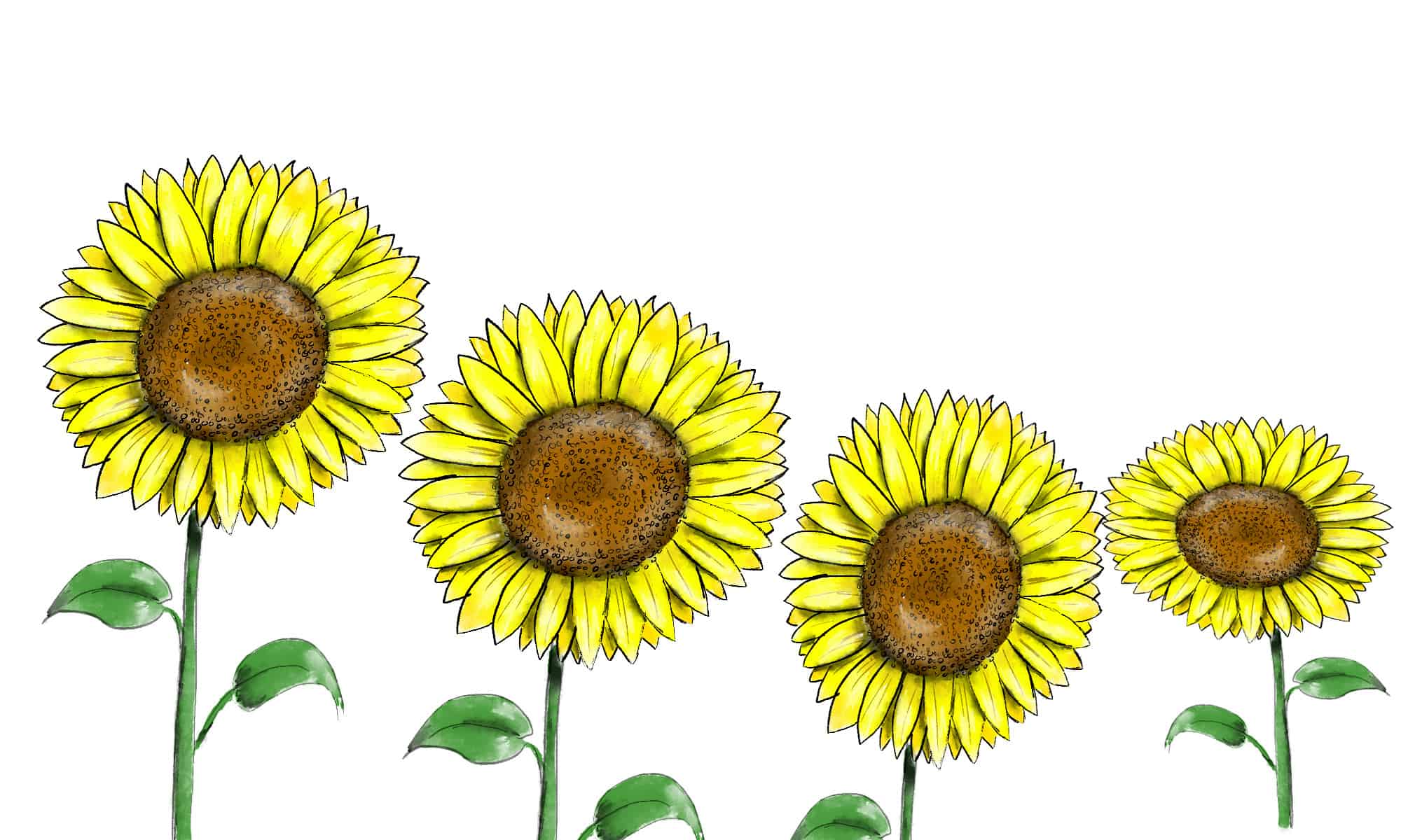 how to draw a sunflower step by step easy