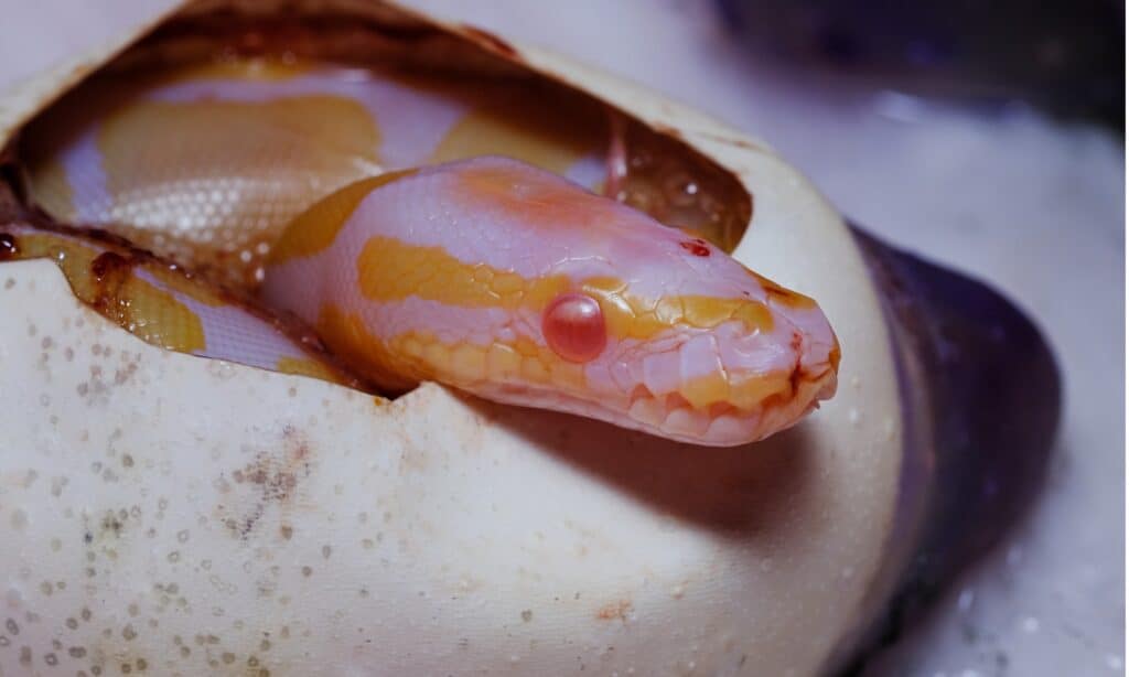 Lavender albino ball python