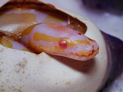 A Lavender Albino Ball Python