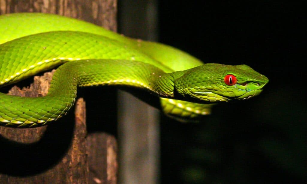 Bamboo viper holding onto a pole