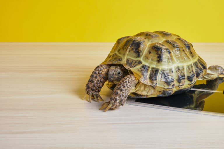 The Top Rated Heat Mats for Your Reptile