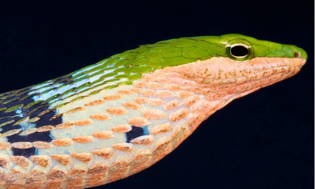 Thelotornis kirtlandii closeup