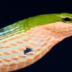 Twig snakes