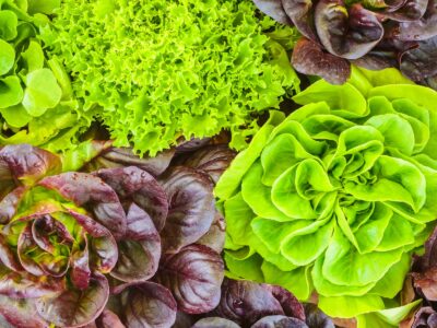 A Cabbage vs Lettuce: 5 Key Differences
