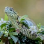 Hairy bush viper