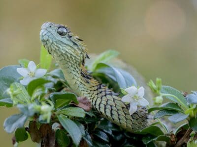 A Atheris hispida