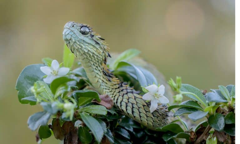 Spiny bush viper in flowers