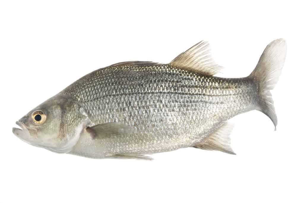 White bass on a white background
