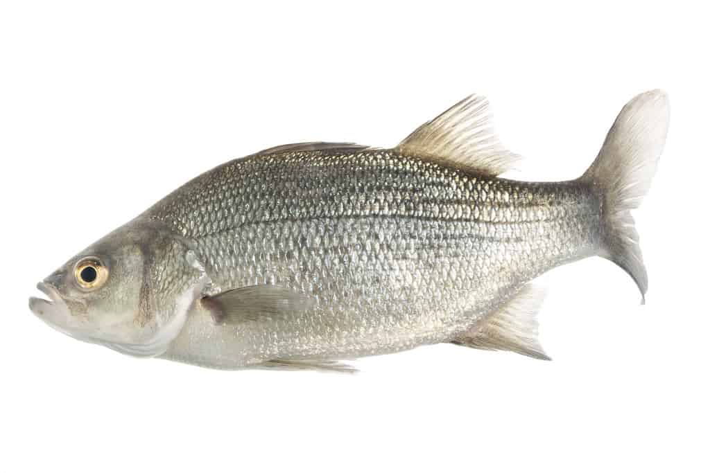 White Bass Fish Facts  Morone chrysops - A-Z Animals