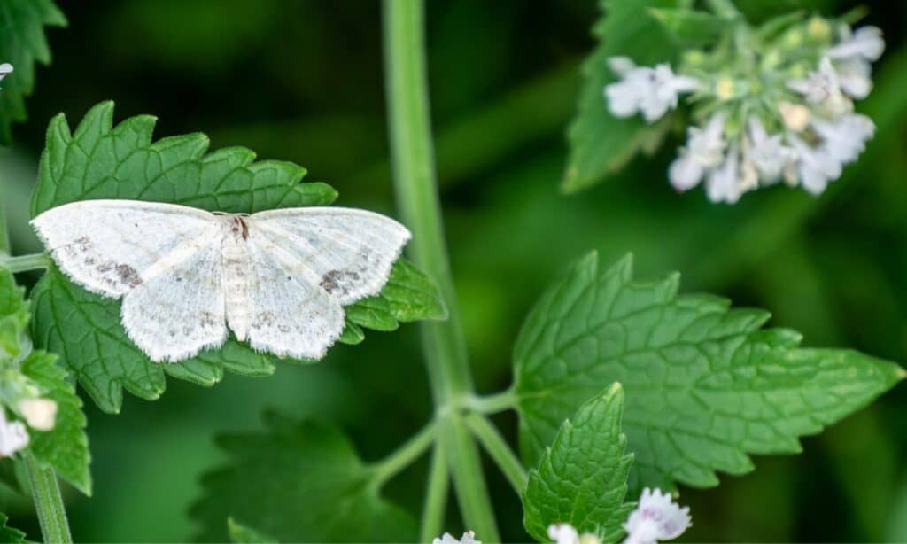 catnip plant with moth