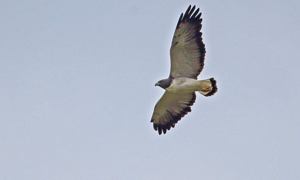 white tailed hawk