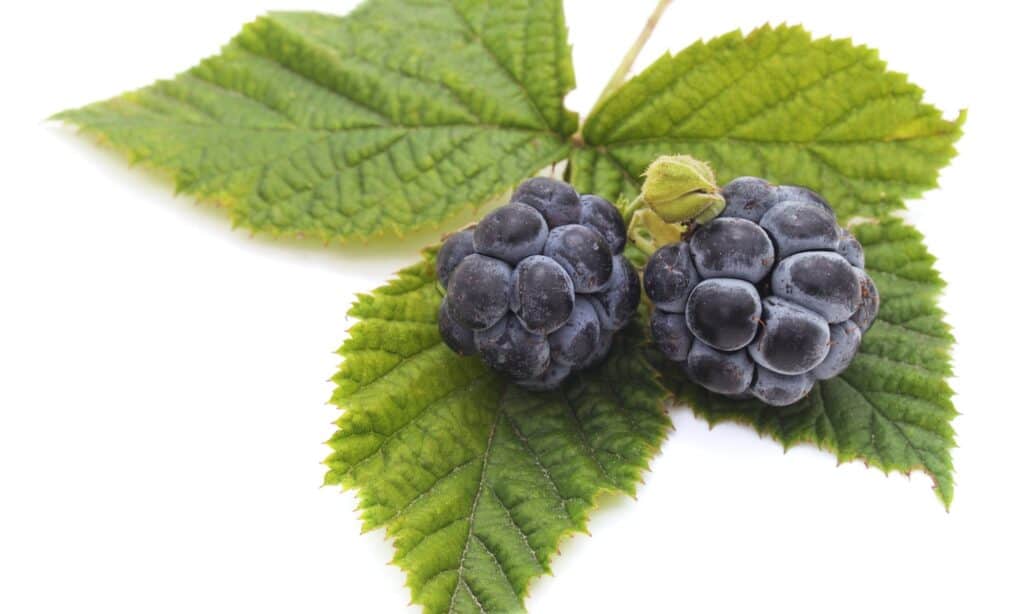 Dewberry против Blackberry